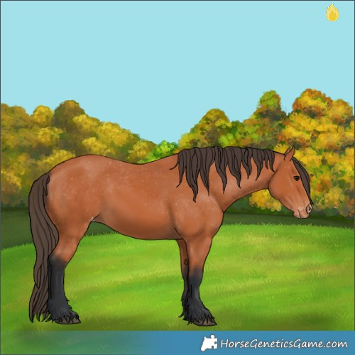 Horse Color:Bay Varnish 