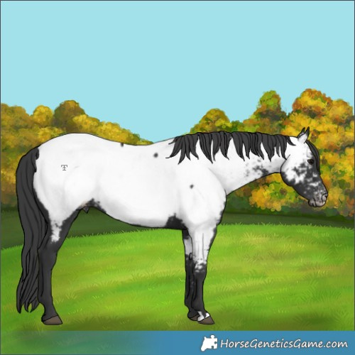 Horse Color:Black Near Fewspot