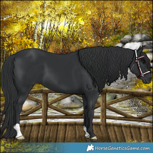 Horse Color:Black 