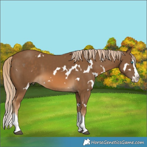 Horse Color:White Spotted Chocolate Palomino Splash 