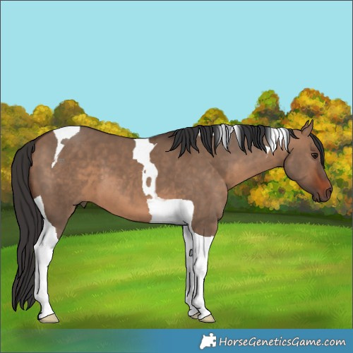 Horse Color:Brown Dun Tobiano 
