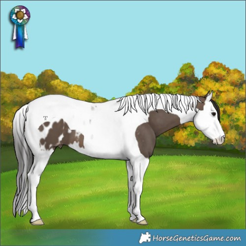 Horse Color:Brown Dun Splash Tobiano Appaloosa 