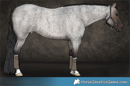 Horse Color:Brown Roan Dun Brindle