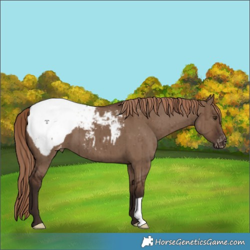 Horse Color:Liver Red Dun Appaloosa Brindle