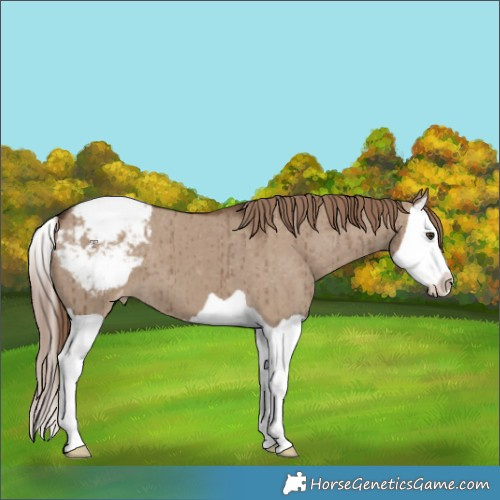 Horse Color:Liver Red Dun Splash Appaloosa Brindle