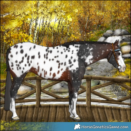 Horse Color:Brown Near Leopard 