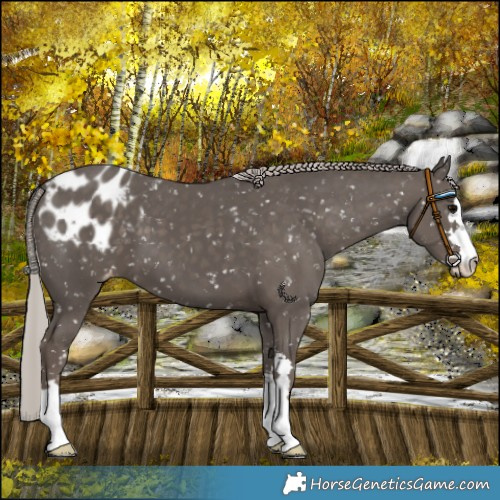 Horse Color:Silver Black Blanket 