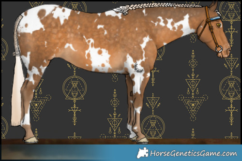 Horse Color:White Spotted Chocolate Palomino Skewed LP Spotted 