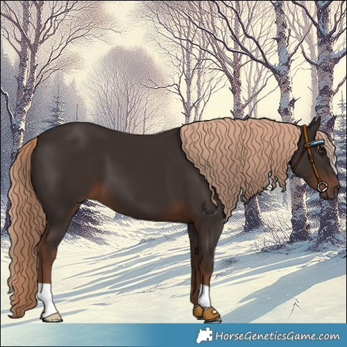 Horse Color:Liver Chestnut 