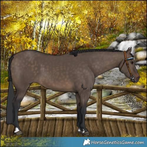 Horse Color:Brown Dun