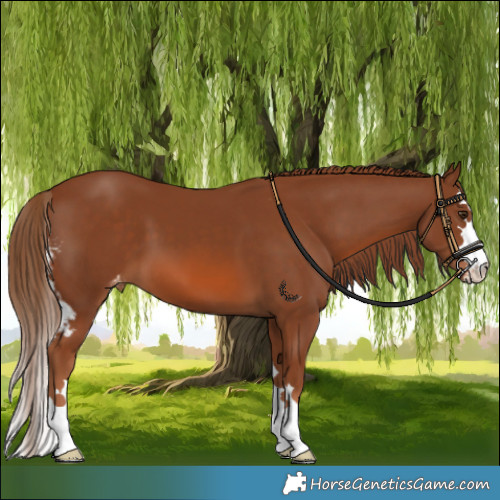Horse Color:Chestnut Skewed LP Spotted 