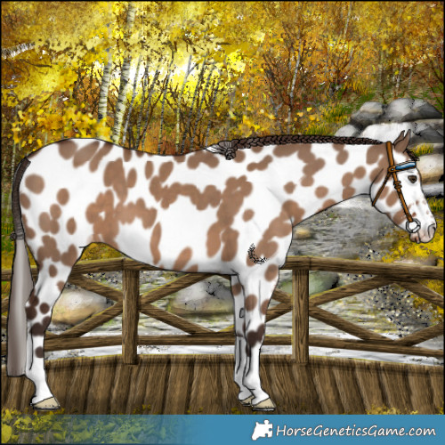 Horse Color:Liver Red Dun Near Leopard 
