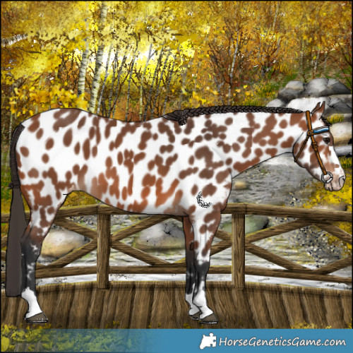 Horse Color:Bay Near Leopard 