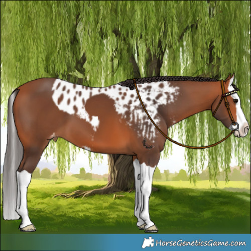 Horse Color:Bay Splash Skewed LP Spotted 