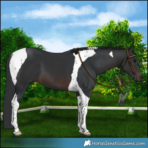 Horse Color:Brown Tobiano