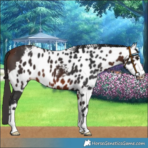 Horse Color:Bay Skewed LP Spotted 