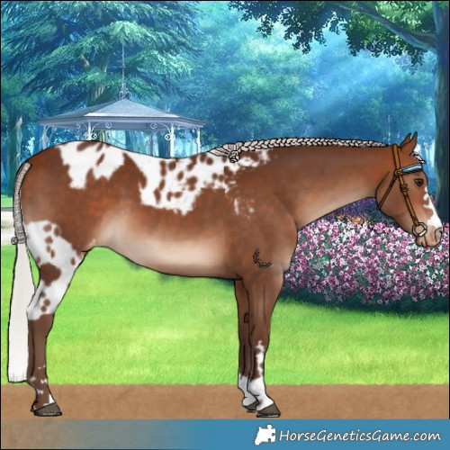Horse Color:Silver Bay Skewed LP Spotted 