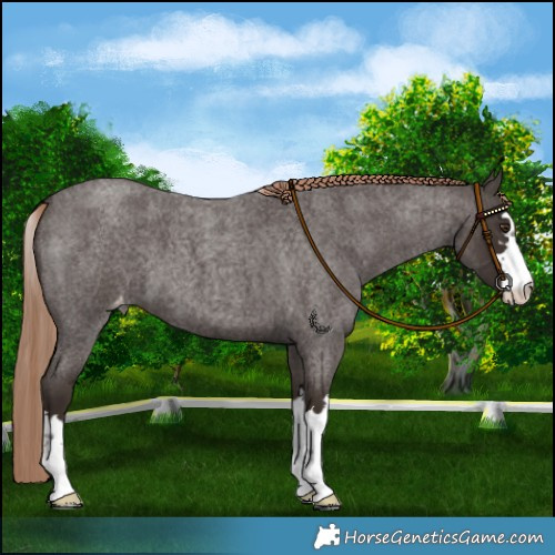 Horse Color:Liver Red Roan Skewed LP Spotted 