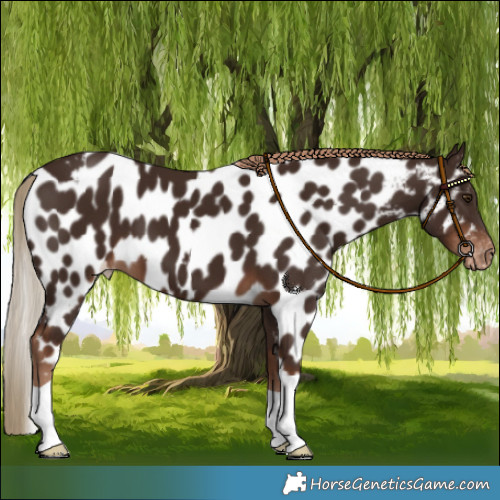 Horse Color:Liver Chestnut Skewed LP Spotted 