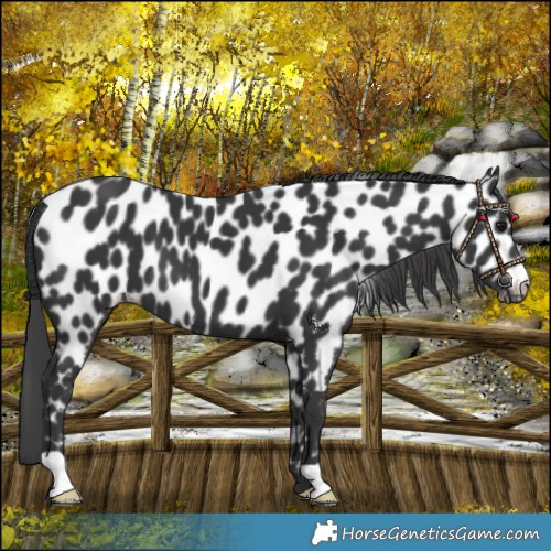 Horse Color:Black Leopard