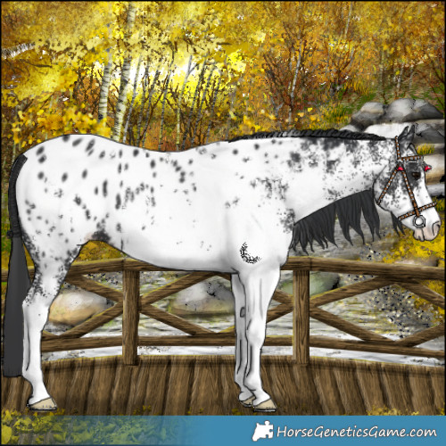 Horse Color:White Spotted Black Near Leopard 