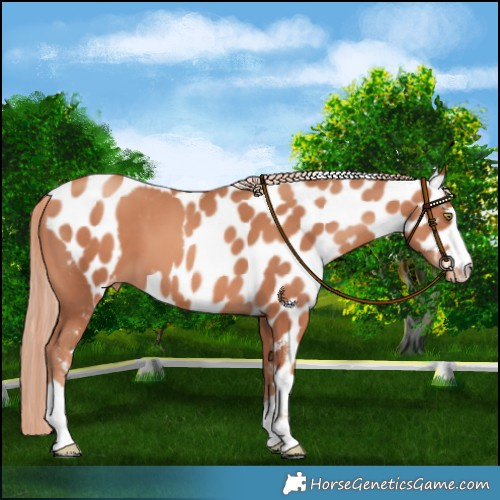 Horse Color:Gold Champagne Skewed LP Spotted 