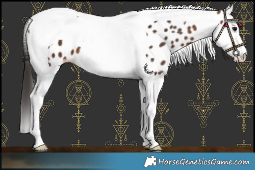 Horse Color:Brown Splash Tobiano Near Leopard