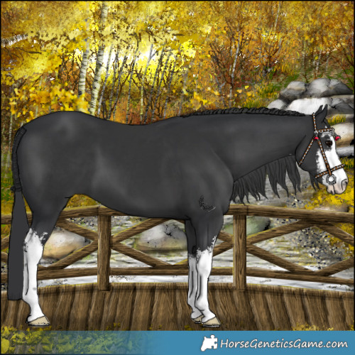 Horse Color:White Spotted Black 