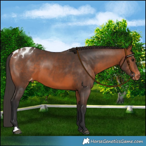Horse Color:Bay Skewed LP Spotted 