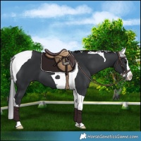 Horse Color:Black Splash Tobiano