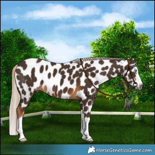 Horse Color:Gray Chocolate Palomino Splash Near Leopard 