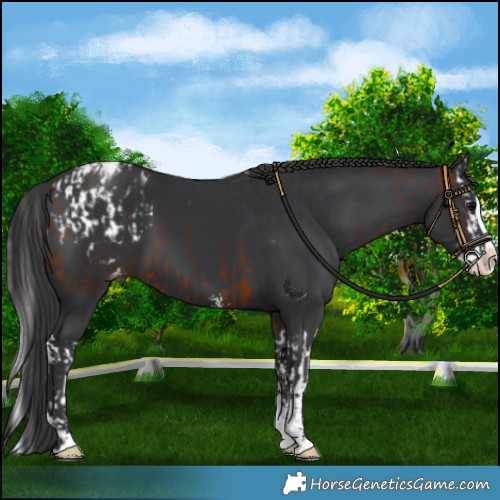 Horse Color:Bay Splash Blanket and Black Sabino Splash Varnish