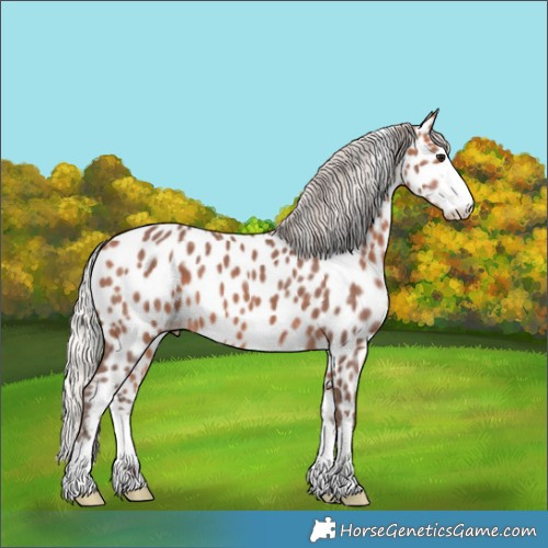 Horse Color:Silver Bay Ice Near Leopard 