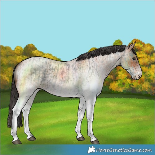 Horse Color:White Spotted Blue Roan Rabicano  and White Spotted Bay Roan Rabicano 