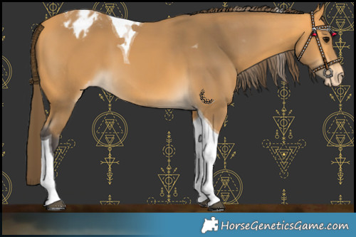 Horse Color:Buckskin Tobiano Varnish