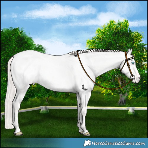 Horse Color:Perlino Roan Appaloosa
