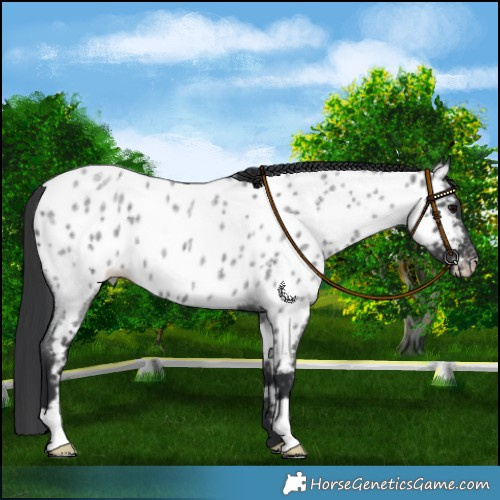 Horse Color:Blue Roan Near Leopard
