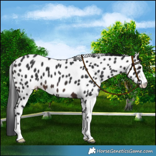 Horse Color:Brown Leopard 