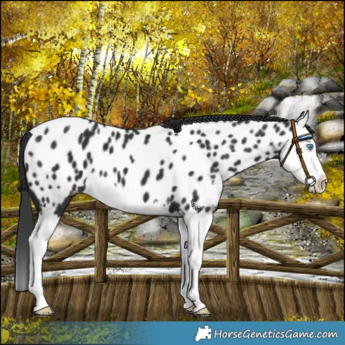 Horse Color:Black Splash Near Leopard