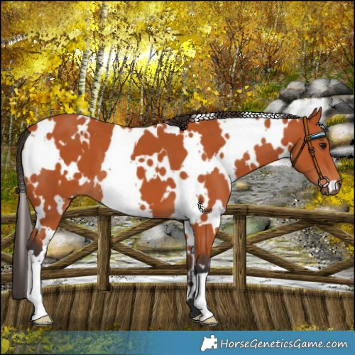 Horse Color:White Spotted Bay 