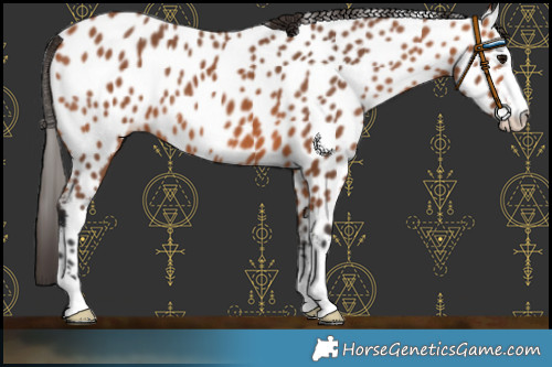 Horse Color:Bay Leopard