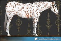 Horse Color:Bay Leopard 