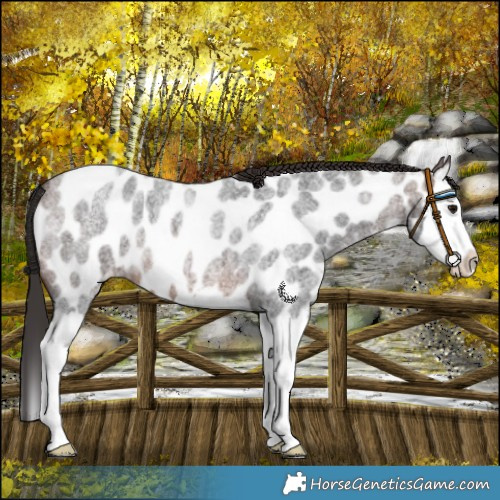 Horse Color:Brown Roan Splash Near Leopard 