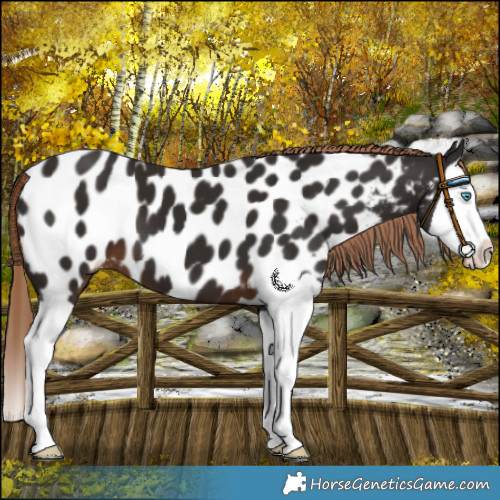 Horse Color:Liver Chestnut Splash Near Leopard 