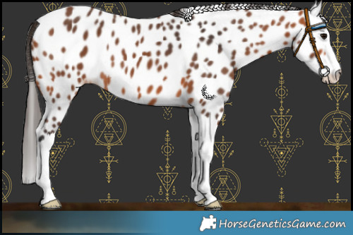 Horse Color:Bay Splash Leopard 