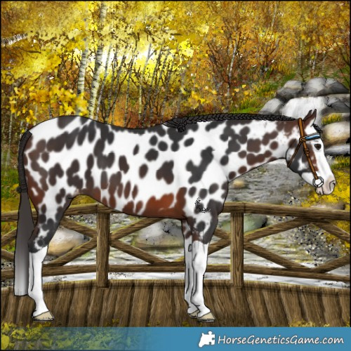 Horse Color:Brown Splash Near Leopard
