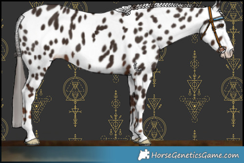 Horse Color:Liver Chestnut Leopard