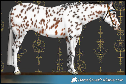 Horse Color:Bay Leopard