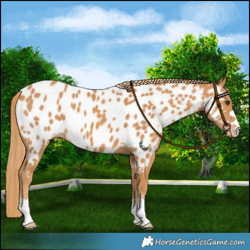 Horse Color:Chestnut Near Leopard 