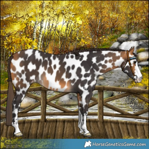 Horse Color:Buckskin Near Leopard 
